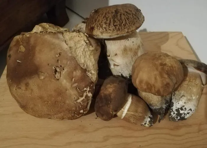 Holiday home Rivarola *